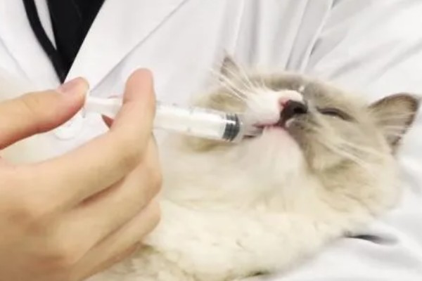 刚断奶的猫咪一直咳嗽怎么处理，可服用止咳药