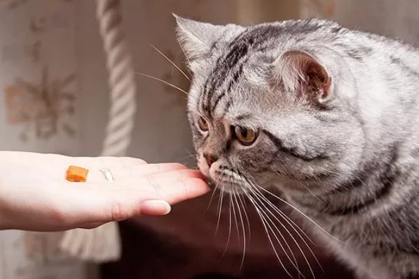 刚断奶的猫咪一直咳嗽怎么处理，可服用止咳药