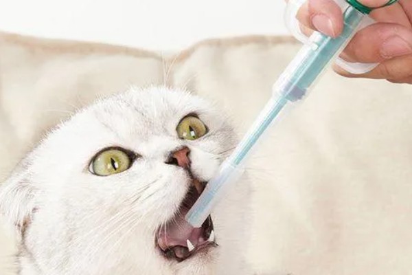 刚断奶的猫咪一直咳嗽怎么处理，可服用止咳药