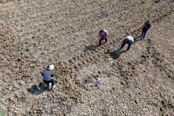 苣荬菜的养殖方法，可以在春季的3-4月份种植
