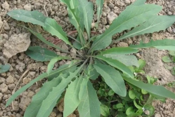 苣荬菜的养殖方法，可以在春季的3-4月份种植