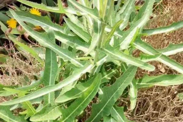 苣荬菜的养殖方法，可以在春季的3-4月份种植