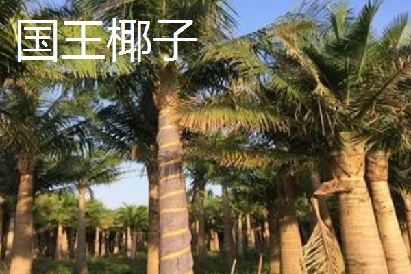 国王椰子与散尾葵的区别，外观和价值均不同