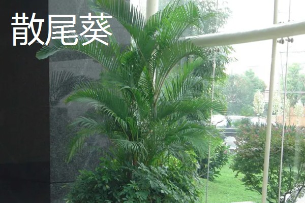 国王椰子与散尾葵的区别，外观和价值均不同