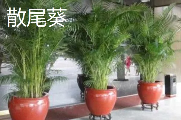 国王椰子与散尾葵的区别，外观和价值均不同
