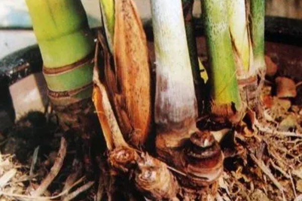 国王椰子与散尾葵的区别，外观和价值均不同