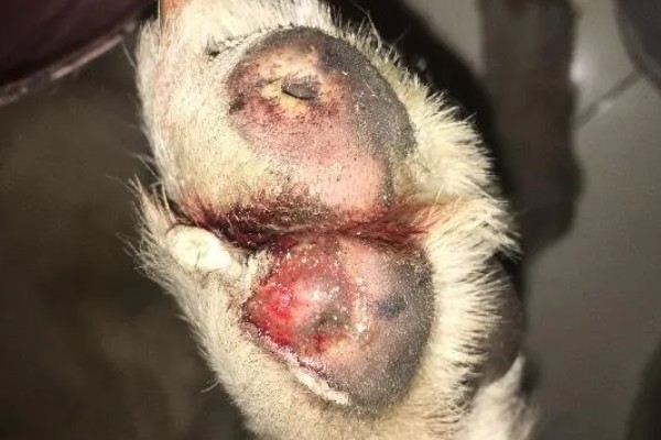狗脚掌肉垫破了怎么处理，伤口需要及时处理
