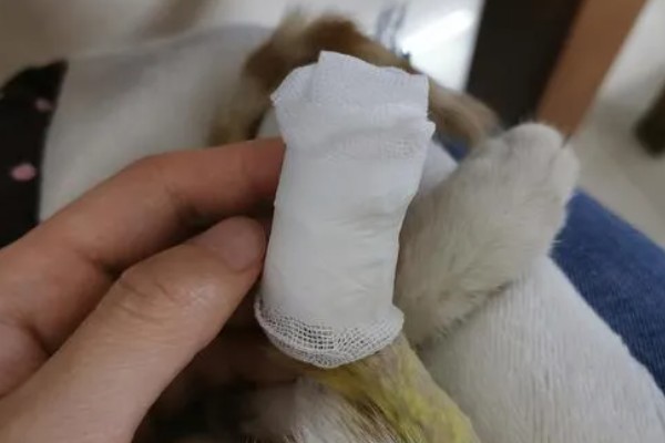 狗脚掌肉垫破了怎么处理，伤口需要及时处理