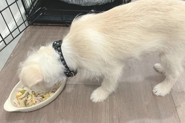 狗脚掌肉垫破了怎么处理，伤口需要及时处理