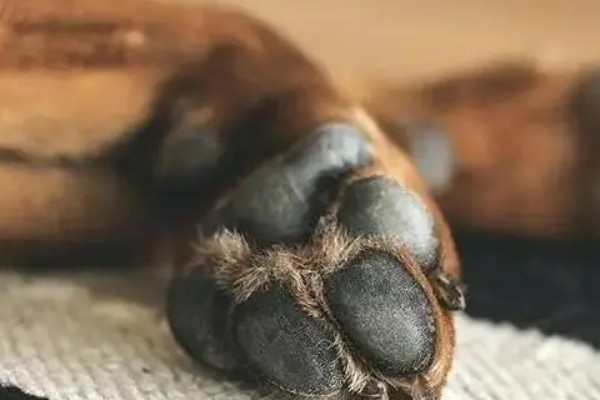 狗脚掌肉垫破了怎么处理，伤口需要及时处理
