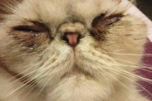 猫鼻支炎是什么引起的，是因为疱疹病毒引起的