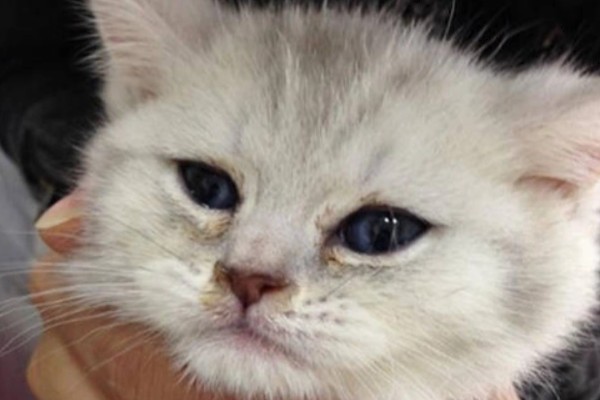 猫鼻支炎是什么引起的，是因为疱疹病毒引起的