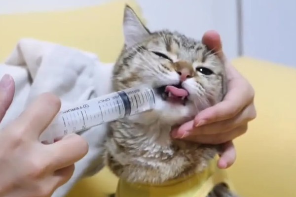 猫鼻支炎是什么引起的，是因为疱疹病毒引起的