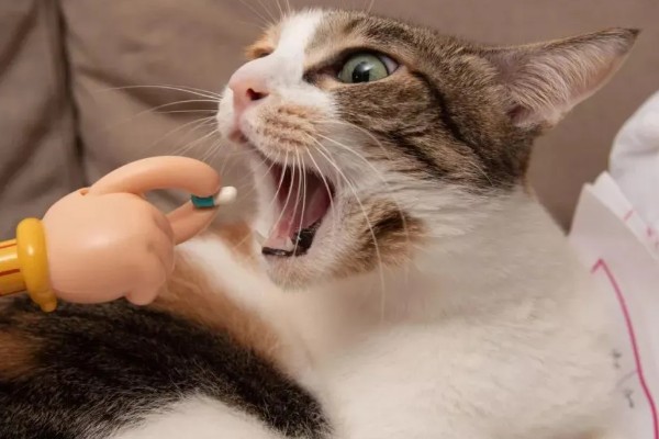 猫鼻支炎是什么引起的，是因为疱疹病毒引起的