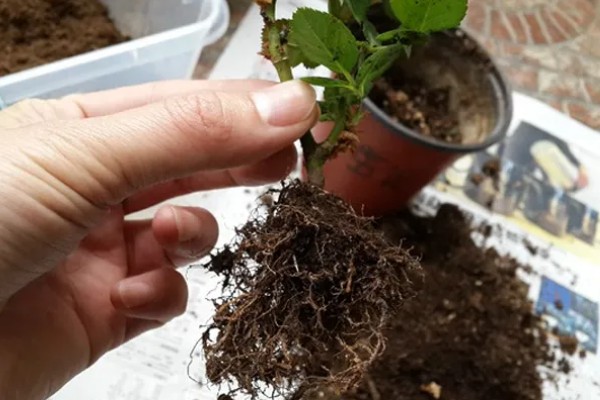 月季烂根如何起死回生,先将腐烂的根系剪掉