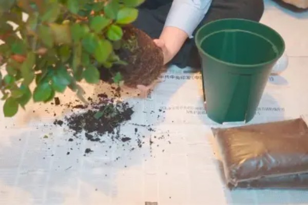 月季烂根如何起死回生,先将腐烂的根系剪掉