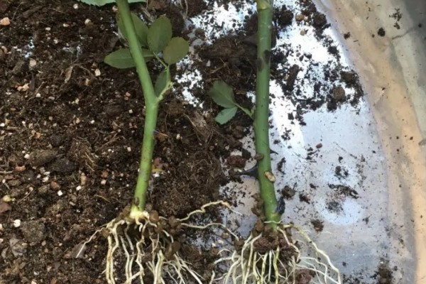 月季烂根如何起死回生,先将腐烂的根系剪掉