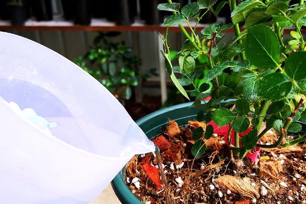 月季烂根如何起死回生,先将腐烂的根系剪掉