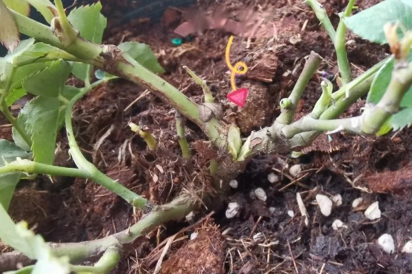 月季烂根如何起死回生,先将腐烂的根系剪掉