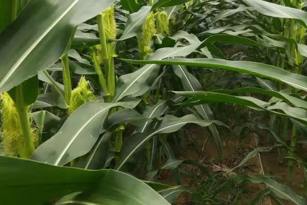 郑原玉z658玉米种的特征特性，株高为260厘米左右