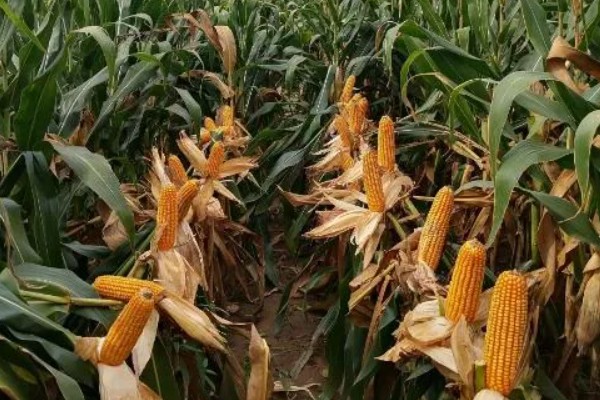 郑原玉z658玉米种的特征特性，株高为260厘米左右
