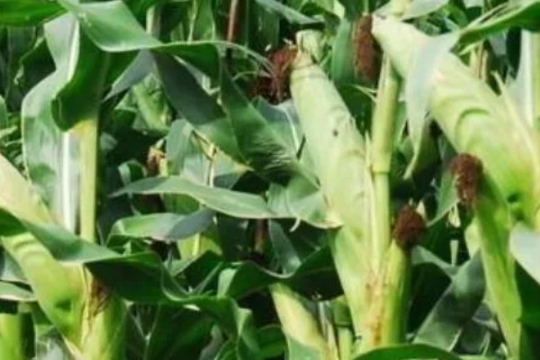 郑原玉z658玉米种的特征特性，株高为260厘米左右