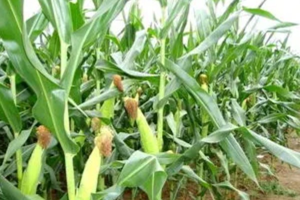 郑原玉z658玉米种的特征特性，株高为260厘米左右