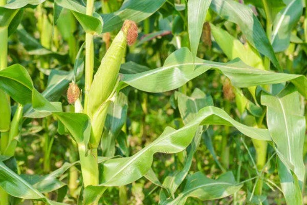 郑原玉z658玉米种的特征特性，株高为260厘米左右