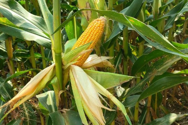 郑原玉z658玉米种的特征特性，株高为260厘米左右