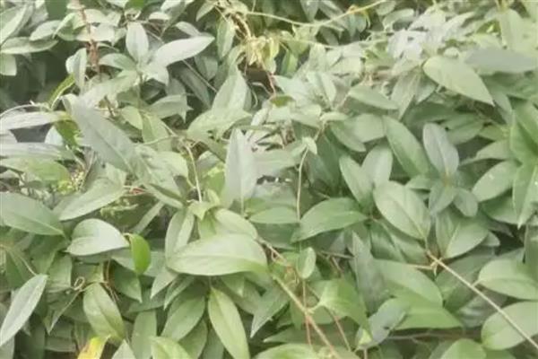 黑老虎的繁殖方法,可实生繁殖也可扦插繁殖