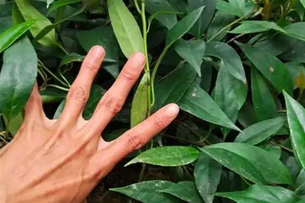 黑老虎的繁殖方法,可实生繁殖也可扦插繁殖