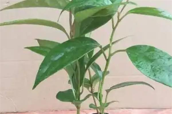 黑老虎的繁殖方法,可实生繁殖也可扦插繁殖
