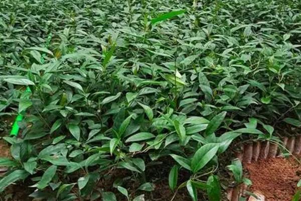 黑老虎的繁殖方法,可实生繁殖也可扦插繁殖