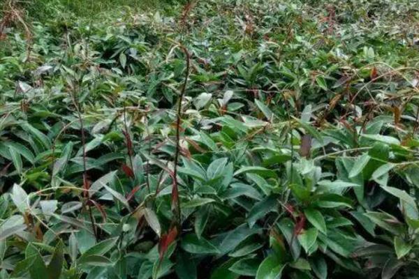 黑老虎的繁殖方法,可实生繁殖也可扦插繁殖