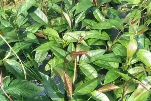 黑老虎的繁殖方法,可实生繁殖也可扦插繁殖