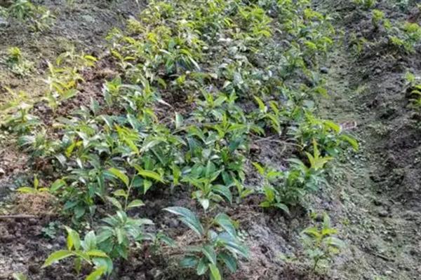 黑老虎的繁殖方法,可实生繁殖也可扦插繁殖