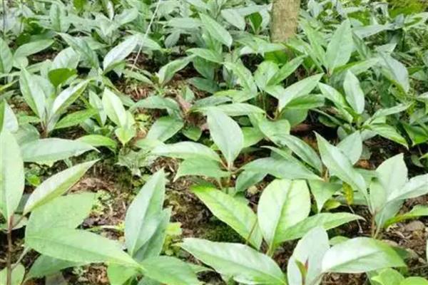 黑老虎的繁殖方法,可实生繁殖也可扦插繁殖