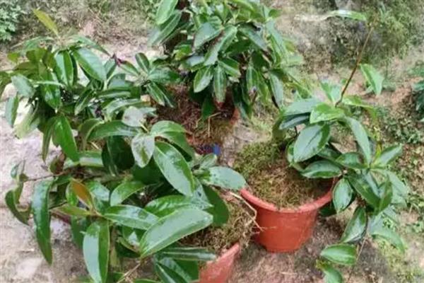 黑老虎的繁殖方法,可实生繁殖也可扦插繁殖