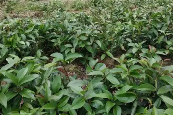 黑老虎的繁殖方法,可实生繁殖也可扦插繁殖