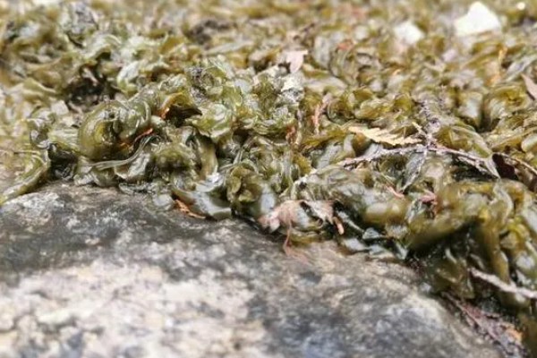 地皮菜的种植方法，生长期间每周要浇水1-2次