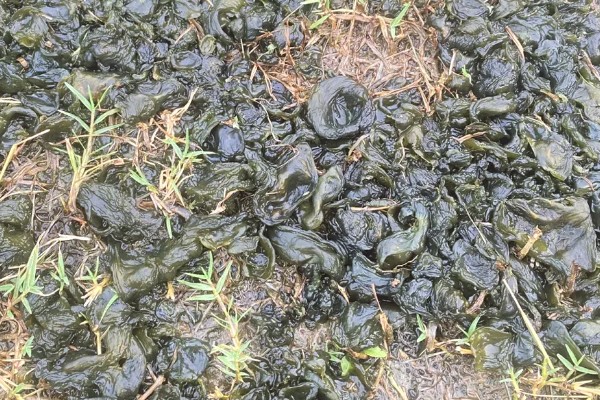 地皮菜的种植方法，生长期间每周要浇水1-2次