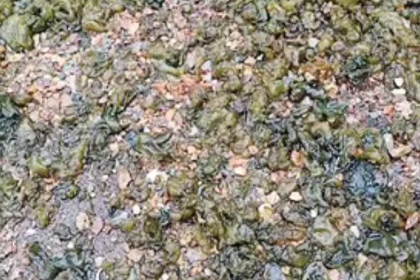 地皮菜的种植方法，生长期间每周要浇水1-2次