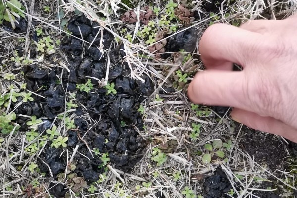地皮菜的种植方法，生长期间每周要浇水1-2次