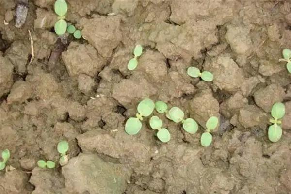 芝麻播种后下雨有没有影响，会造成影响