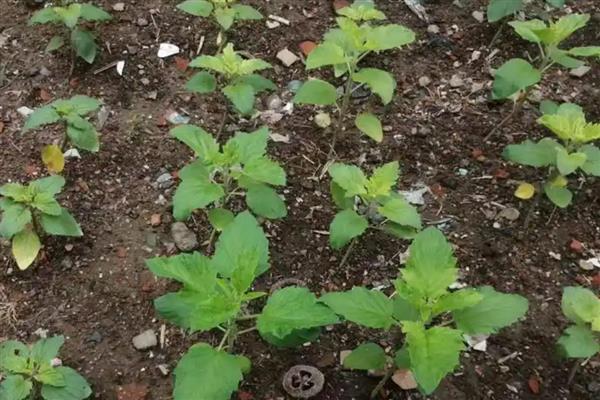 芝麻播种后下雨有没有影响，会造成影响