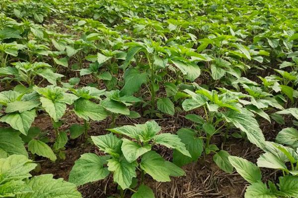 芝麻播种后下雨有没有影响，会造成影响