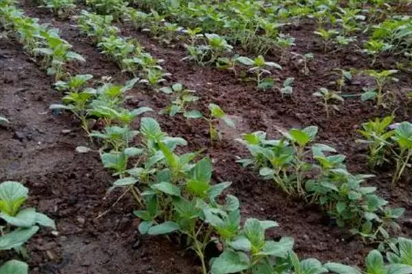 芝麻播种后下雨有没有影响，会造成影响