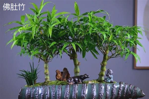 高度不超过2米的竹子品种，有菲白竹、佛肚竹等