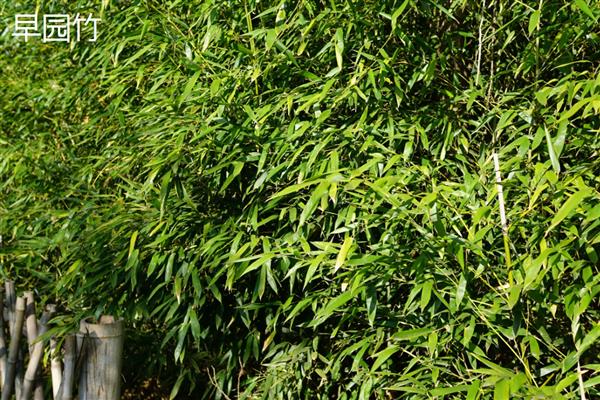 高度不超过2米的竹子品种，有菲白竹、佛肚竹等
