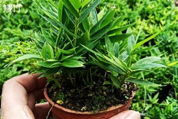 高度不超过2米的竹子品种，有菲白竹、佛肚竹等
